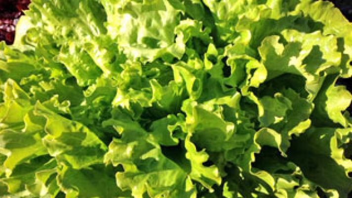 España Directo - Unas lechugas con marca de calidad