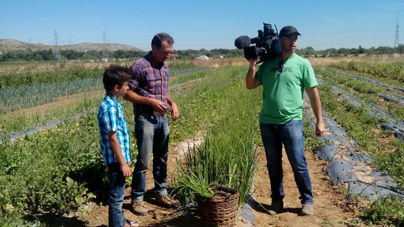 Es tiempo de recoger cebolletas