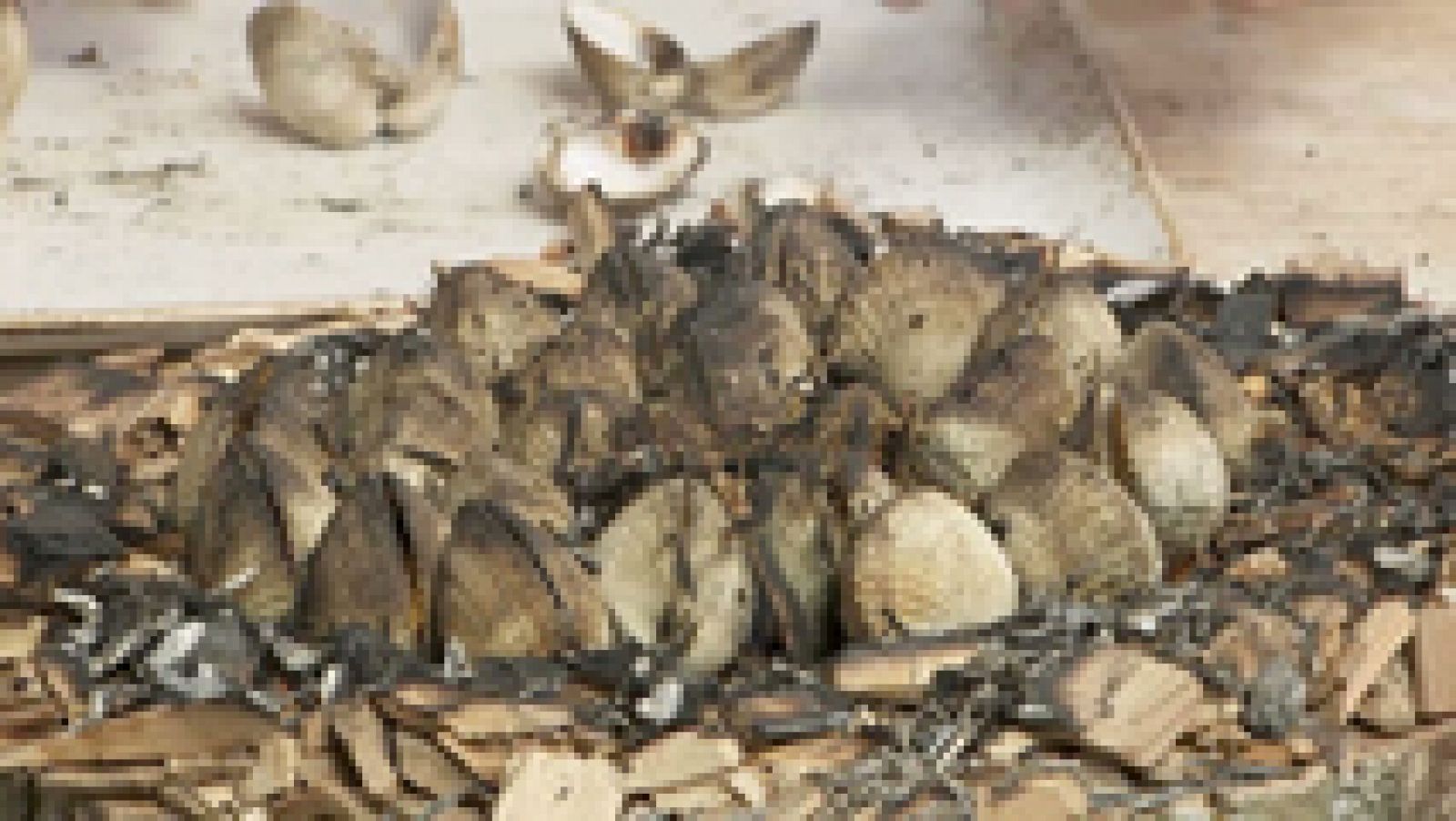 Berberechos al fuego