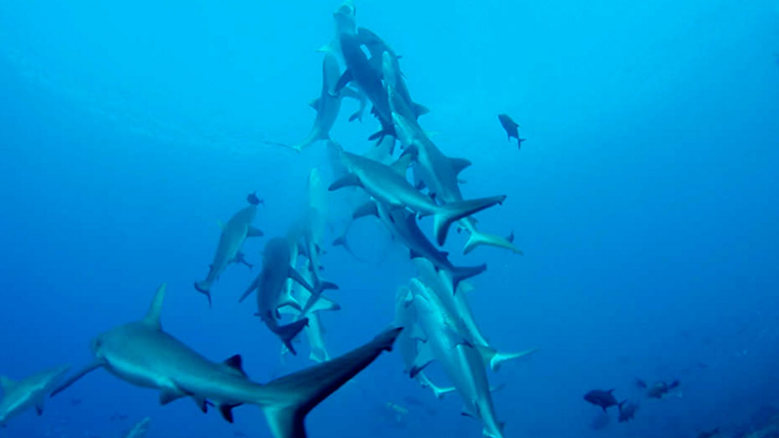 Grandes documentales - Tiburones del cañón de coral