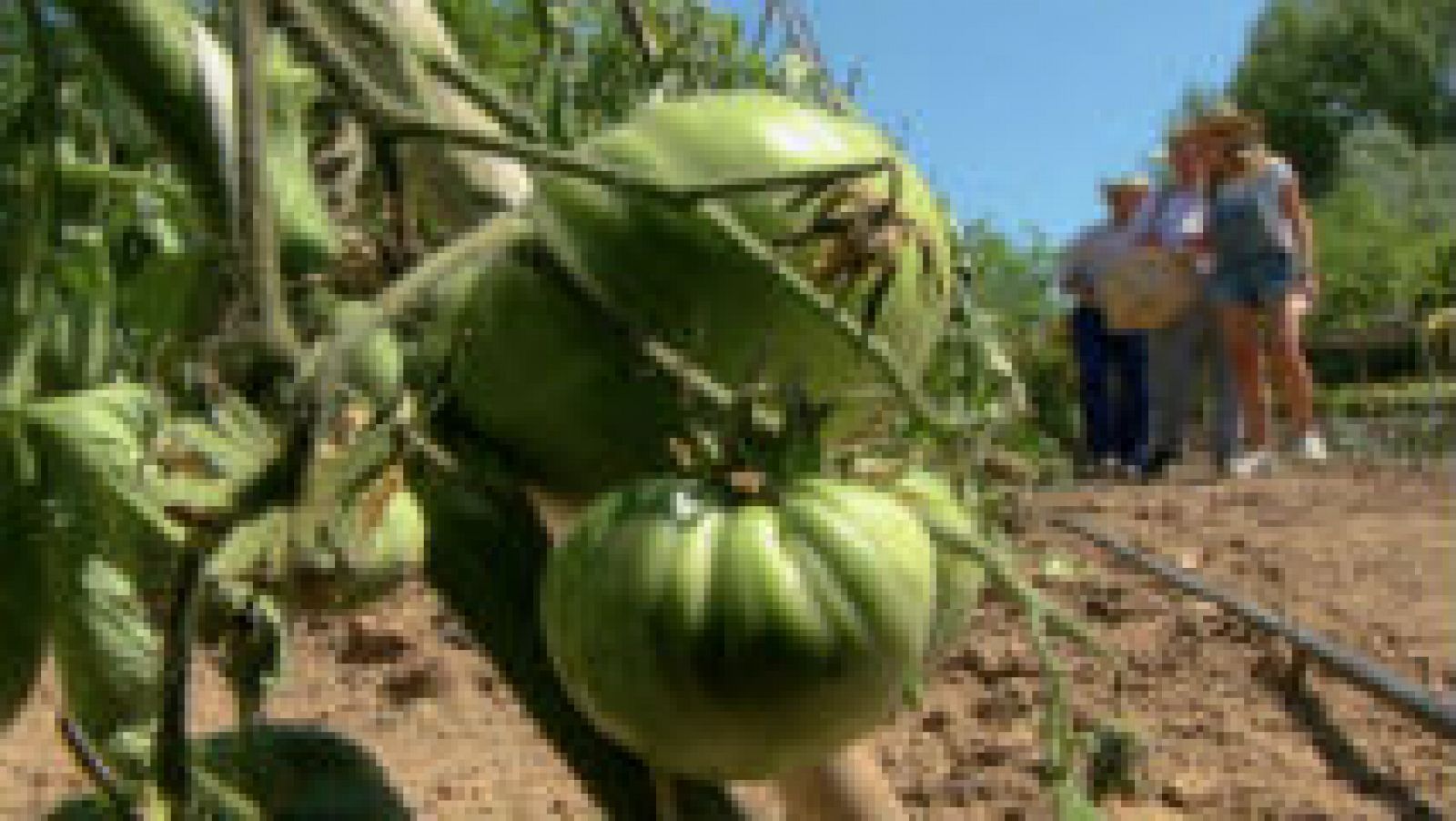 200 variedades de lechuga