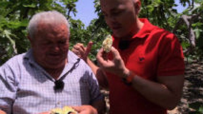 Aquí la Tierra - Brevas, un misterio de la naturaleza