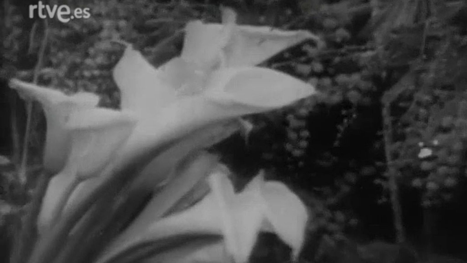 Más allá - Las plantas piensan