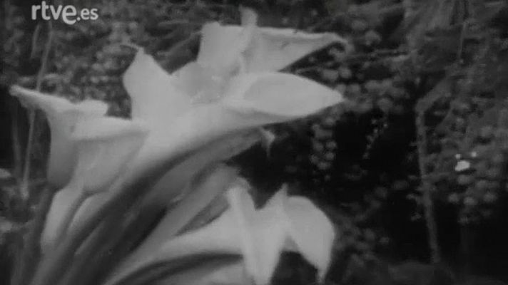 Más allá - Las plantas piensan