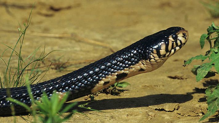 Grandes documentales - Velocidad mortal 2: El submundo oscuro