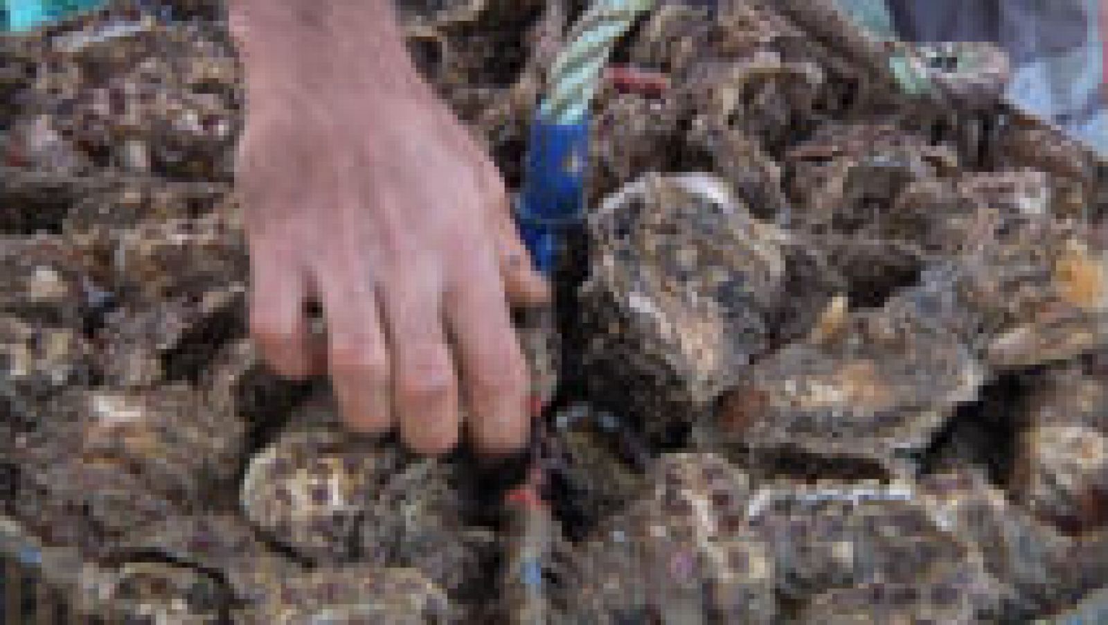 ¿Cómo se cultivan las ostras rizadas?