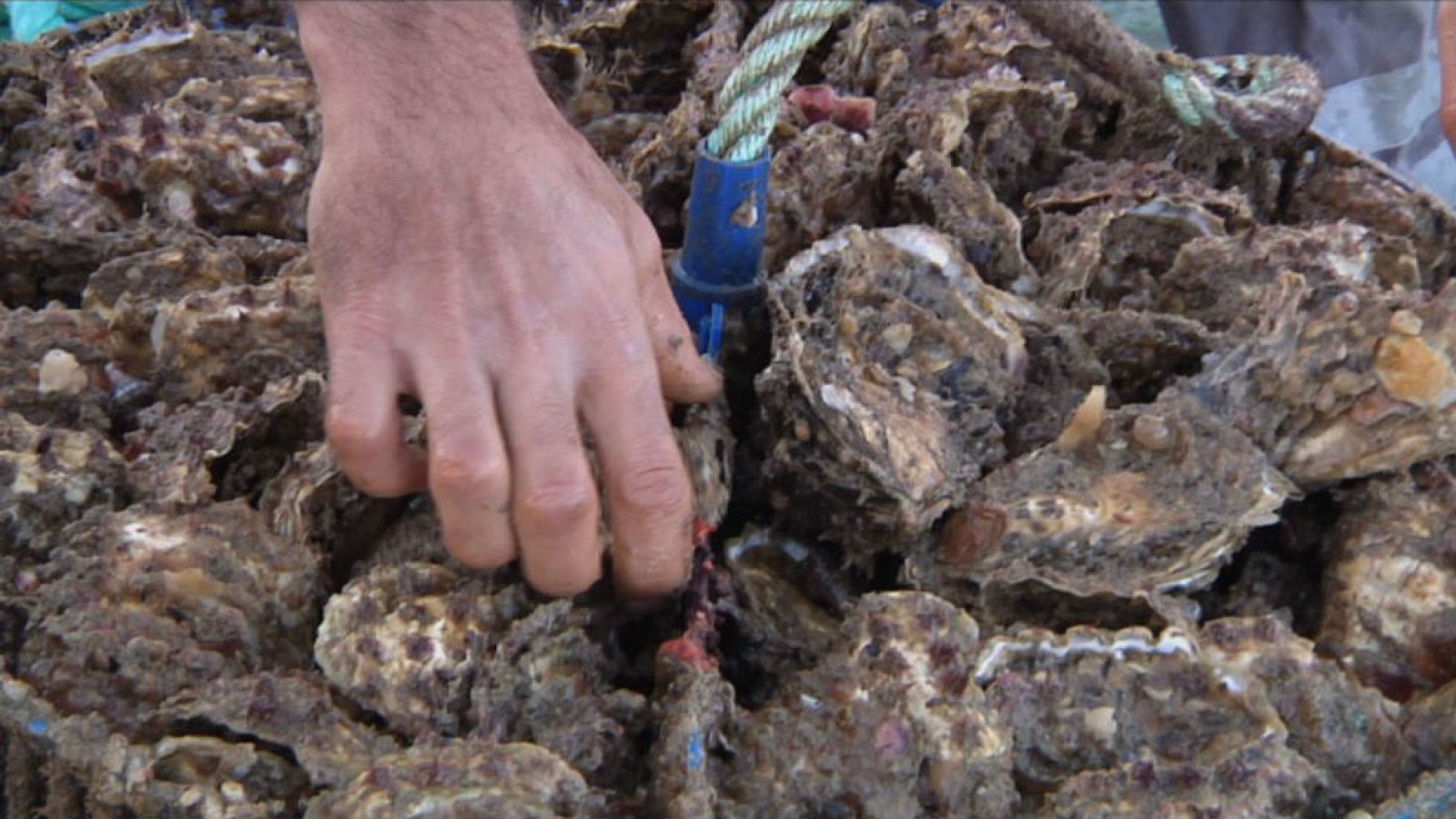 Las ostras "premium" de Cádiz