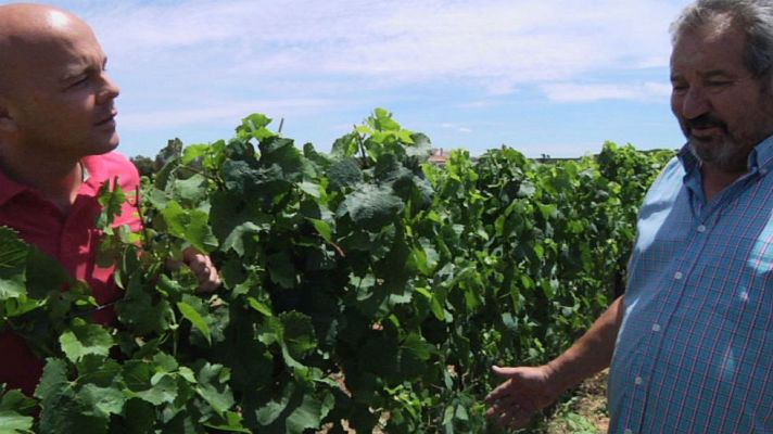 Aquí la Tierra - Un vino español con aire suizo