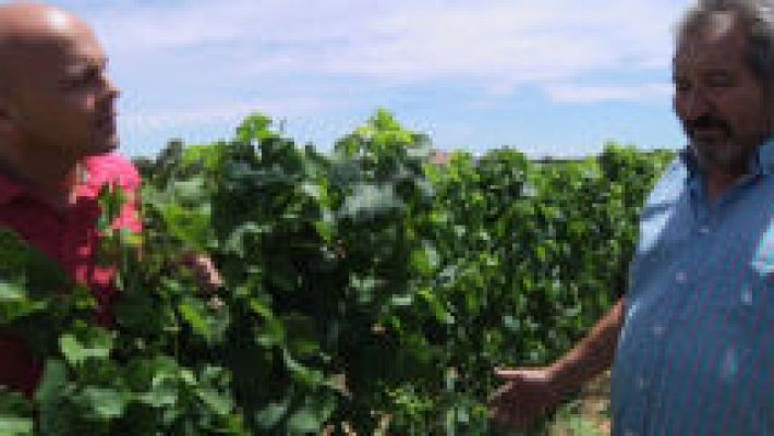 Aquí la Tierra - Un vino español con aire suizo