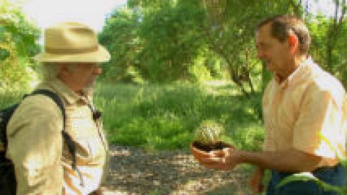 Lo que no sabías sobre los cactus 