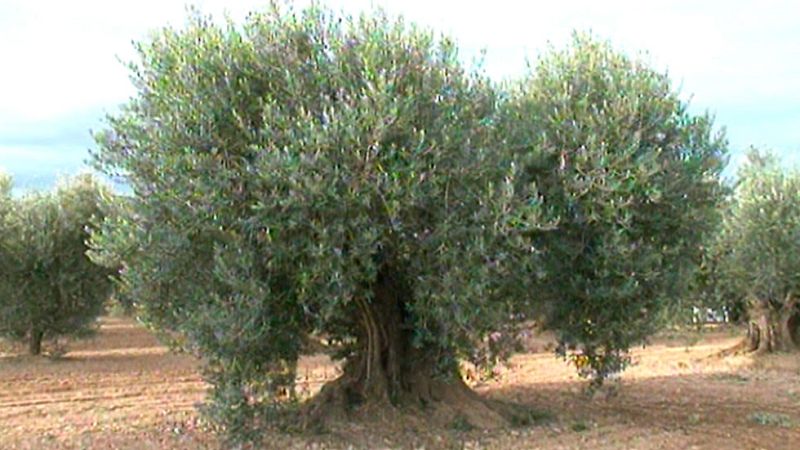 Un equipo de investigadores logra descifrar el genoma completo del olivo