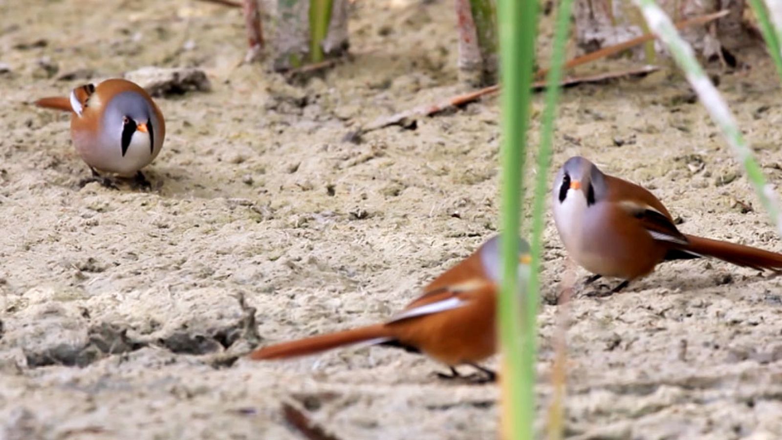 Red Natura 2000 - Humedales de la Mancha