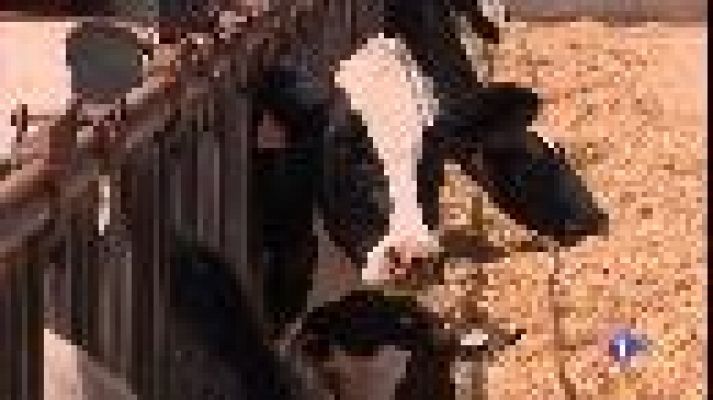 Informatiu Balear - Alfals contra la sequera