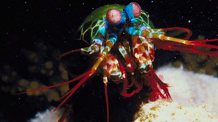 Grandes documentales - Velocidad mortal 2: La laguna costera