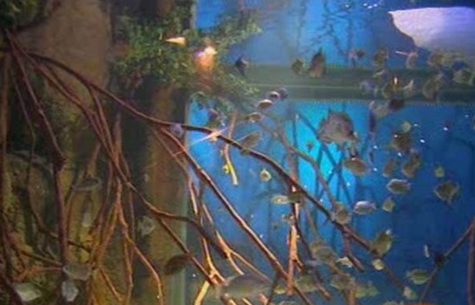 El Aquarium de San Sebastián aumenta su espacio expositivo e incorpora ochenta nuevas especies