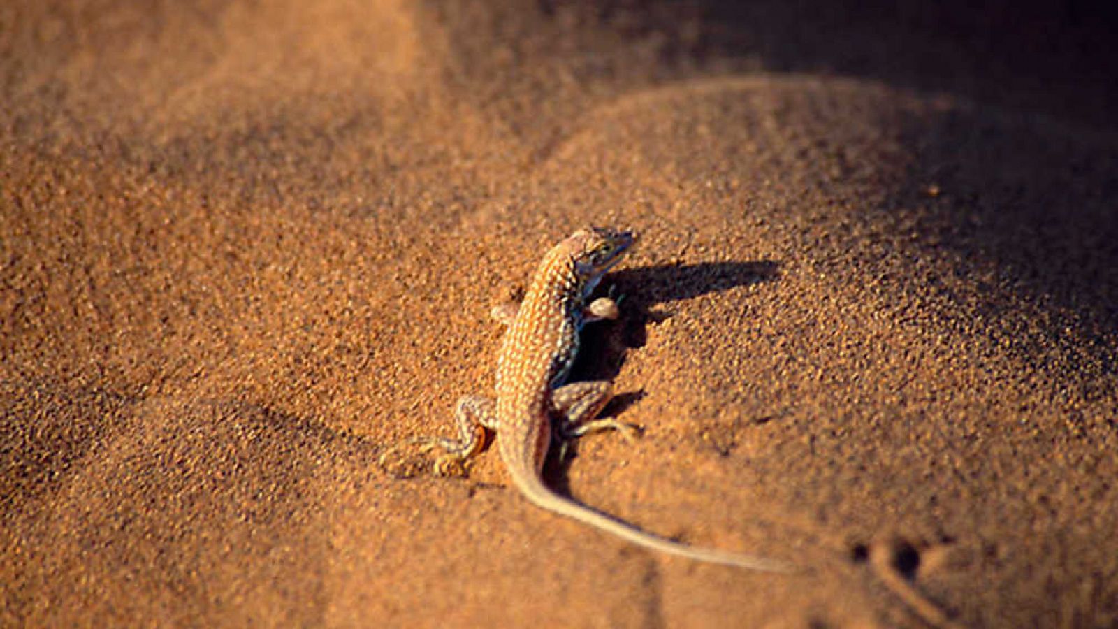 Grandes documentales - Velocidad mortal 2: El desierto - ver ahora