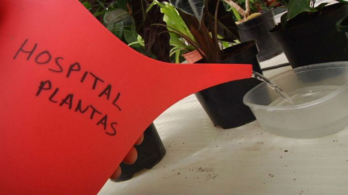 Aquí la Tierra - ¡Cuida tus plantas en vacaciones!