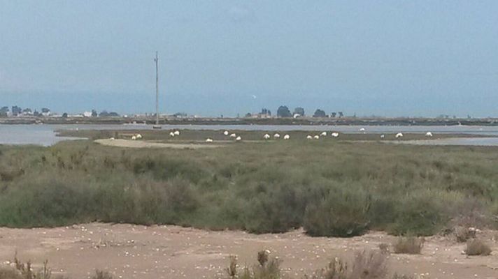 España Directo - La ruta de los flamencos del Delta del Ebro