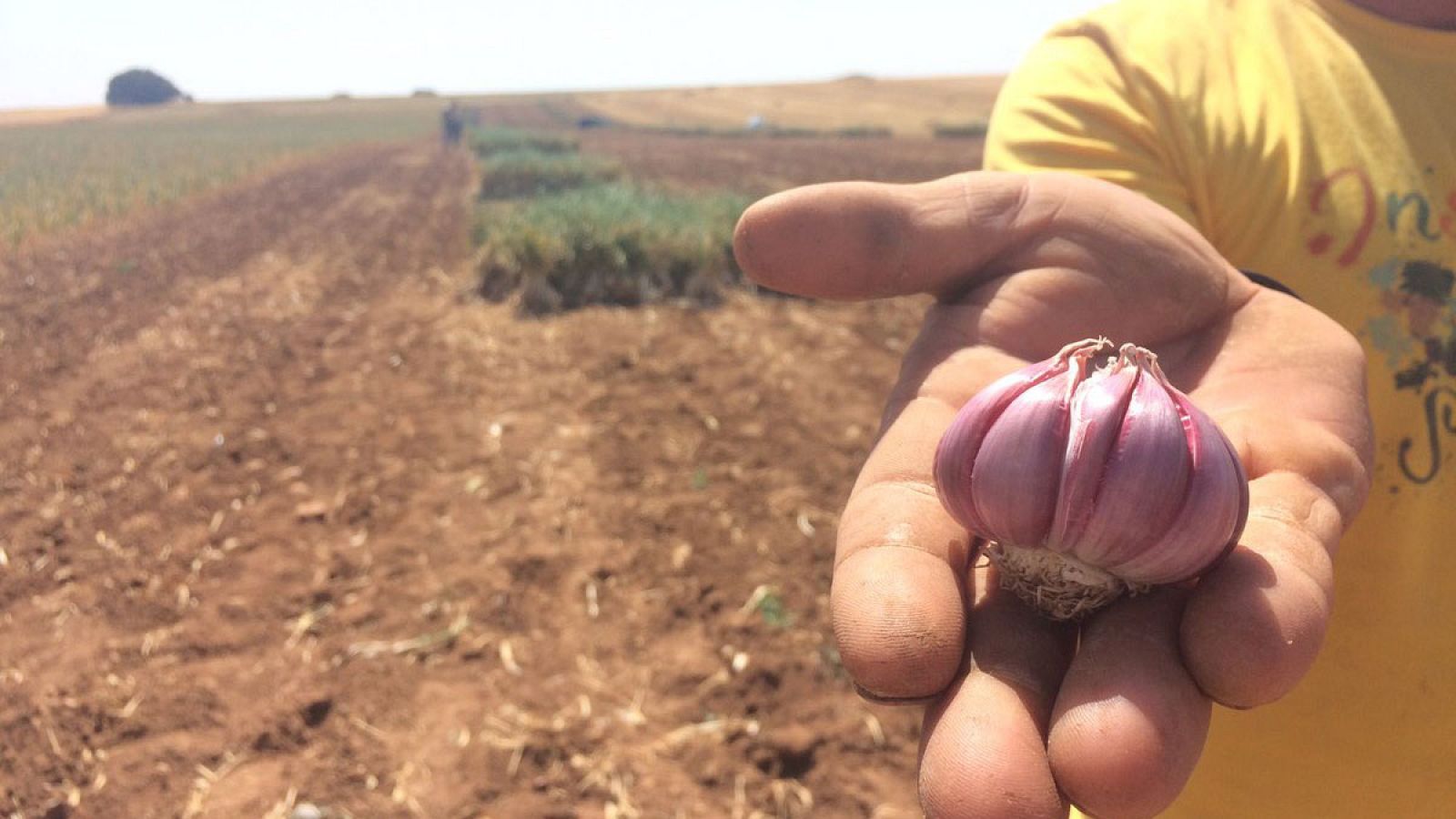El auténtico ajo morado