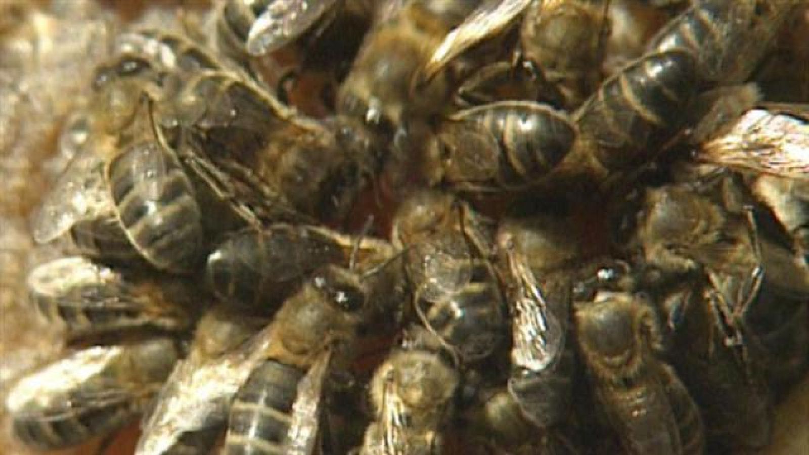 Senderos isleños - La rica miel