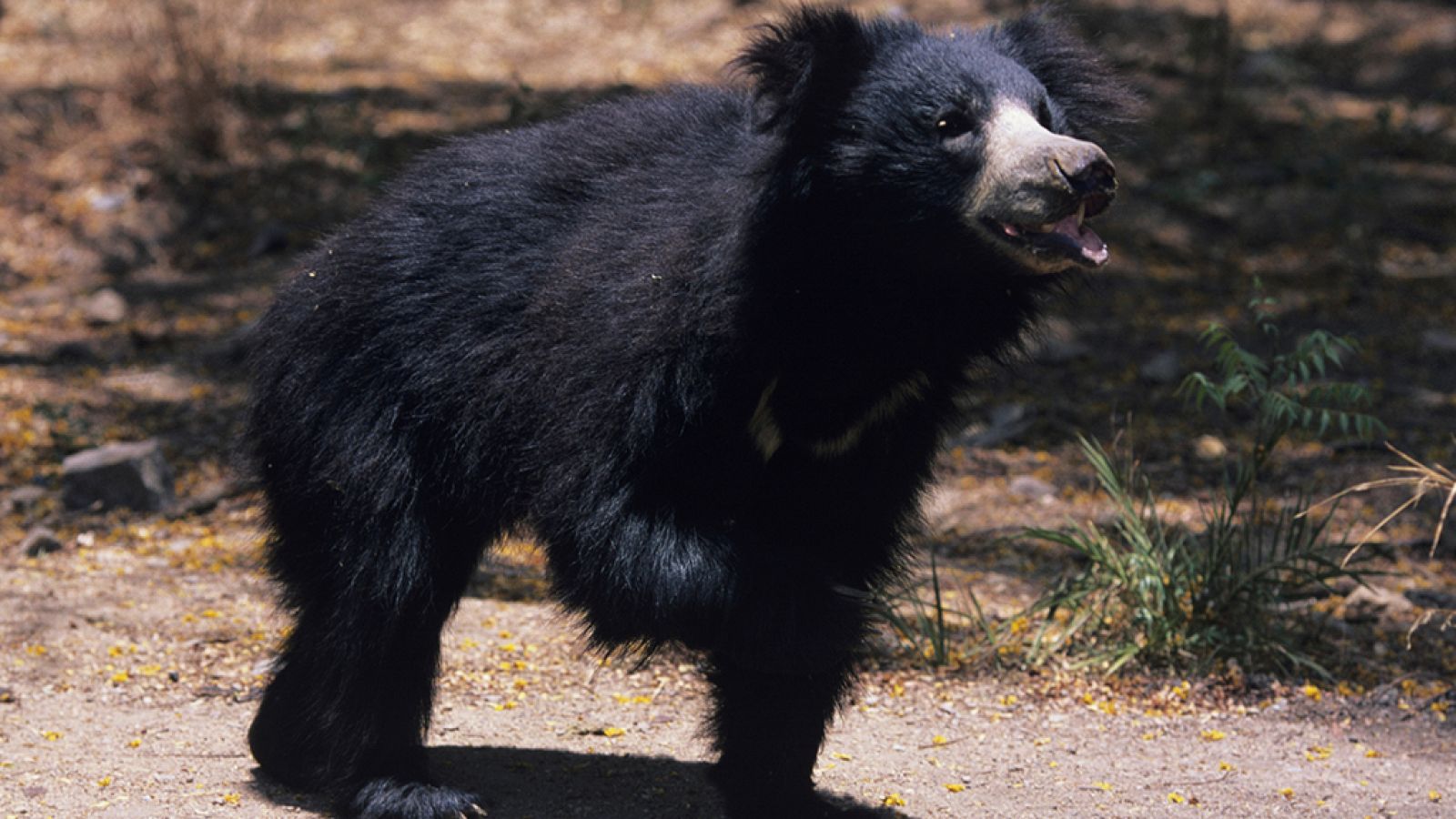 Grandes documentales - El oso del Libro de la selva