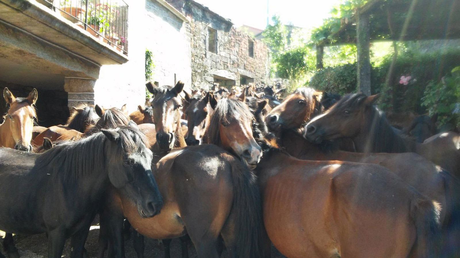 Sabucedo celebra a rapa das bestas