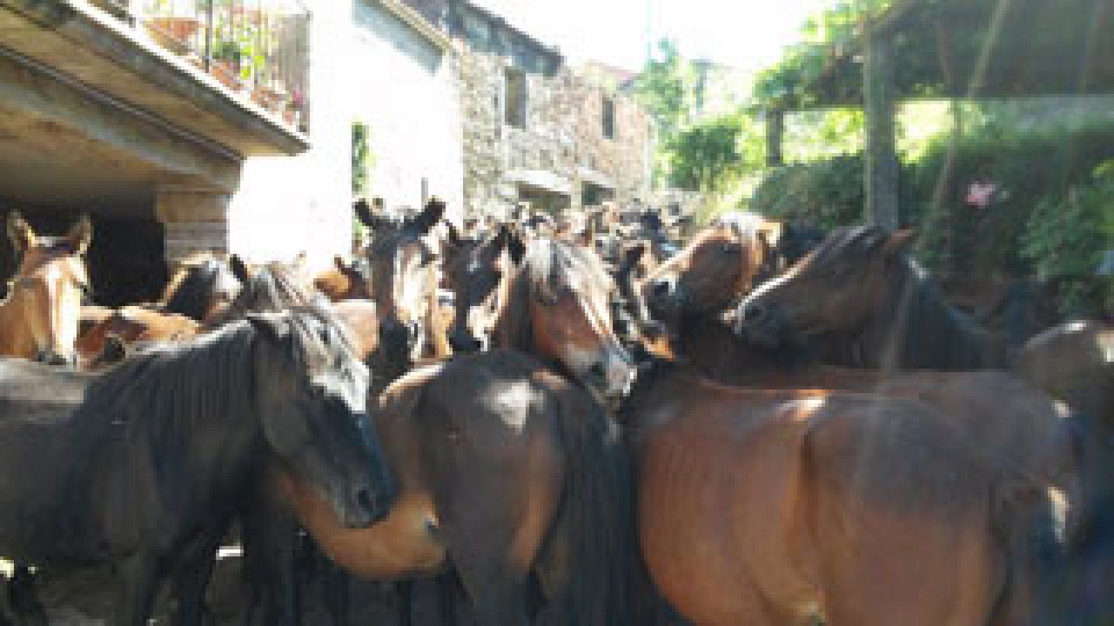 Sabucedo celebra a rapa das bestas