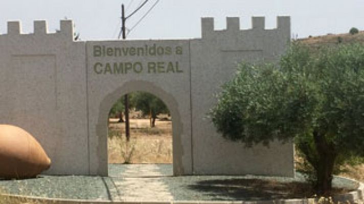 ¿Por qué son especiales las aceitunas de Campo Real? 