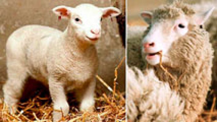 Se cumplen 20 años del nacimiento de la oveja Dolly, el primer mamífero clonado