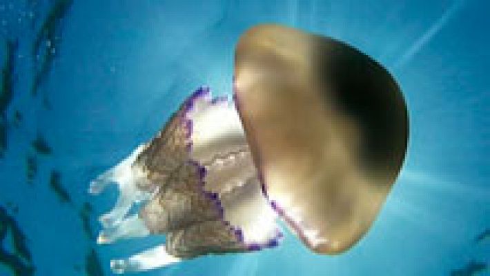 Barcelona contará con la primera unidad hospitalaria para picaduras de medusas
