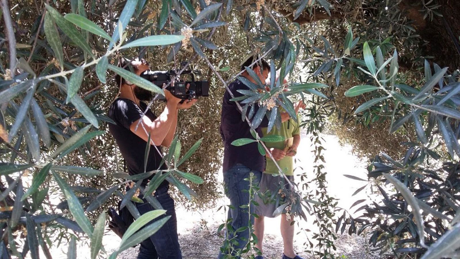 El reto de Sergio: Tallos de Martos