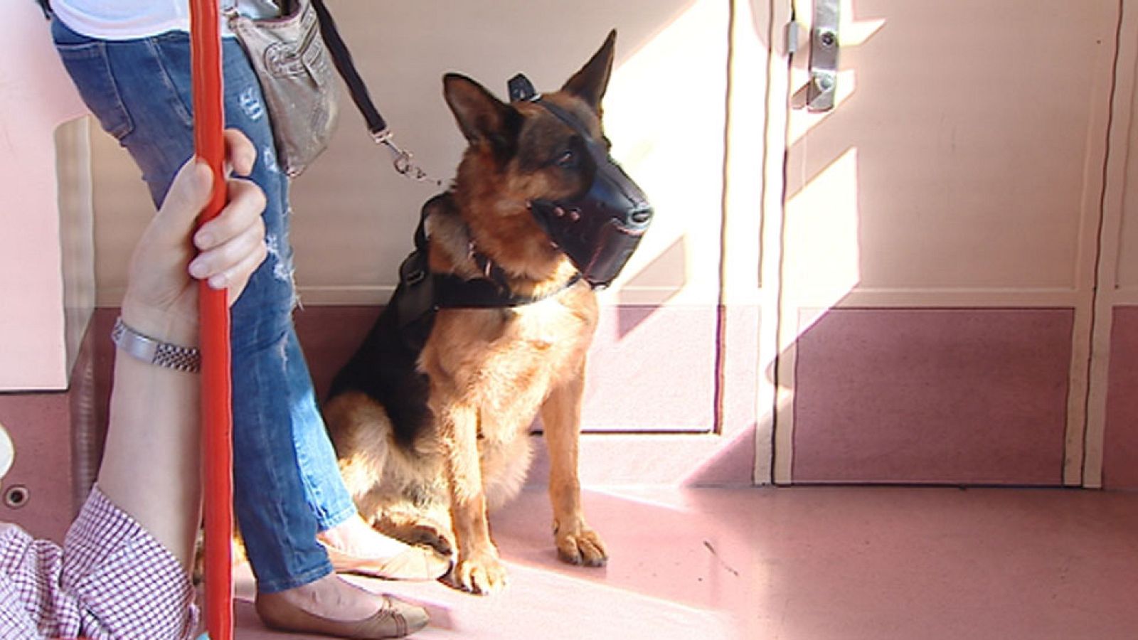 Los perros pueden viajar a partir de este 6 de julio en el Metro de Madrid