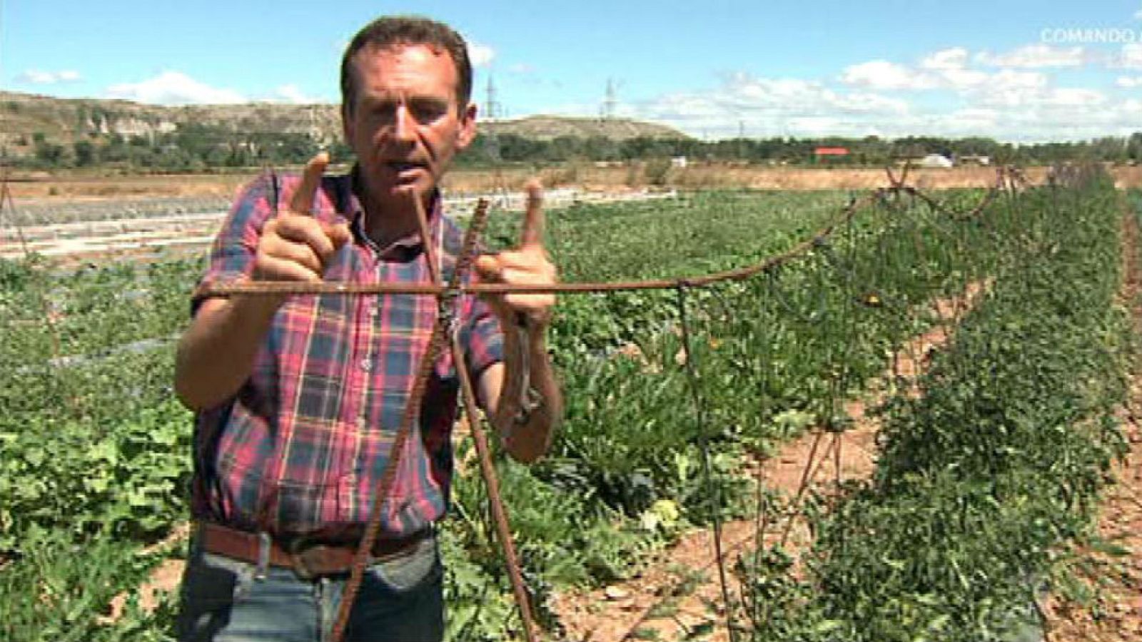 ¿Qué significa "entutorar" tomates?