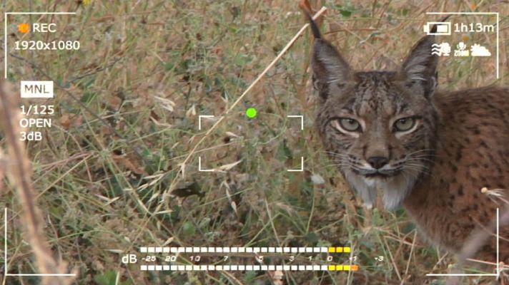 Aquí la Tierra - En busca del lince ibérico