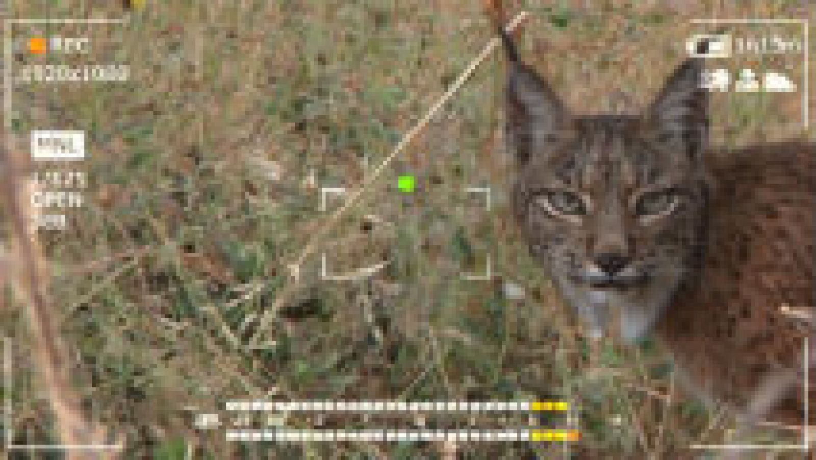 En busca del lince ibérico