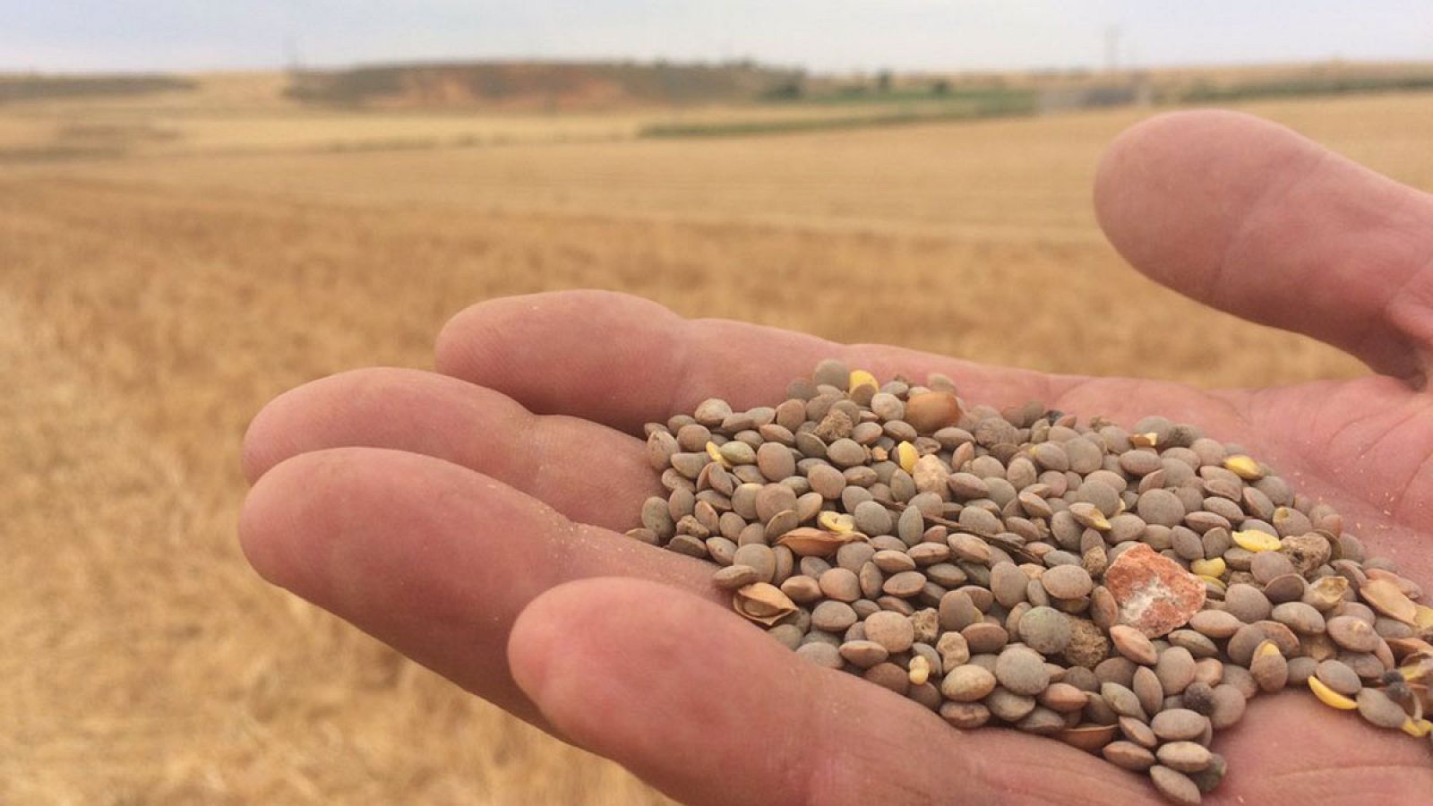 Recogemos lentejas pardinas