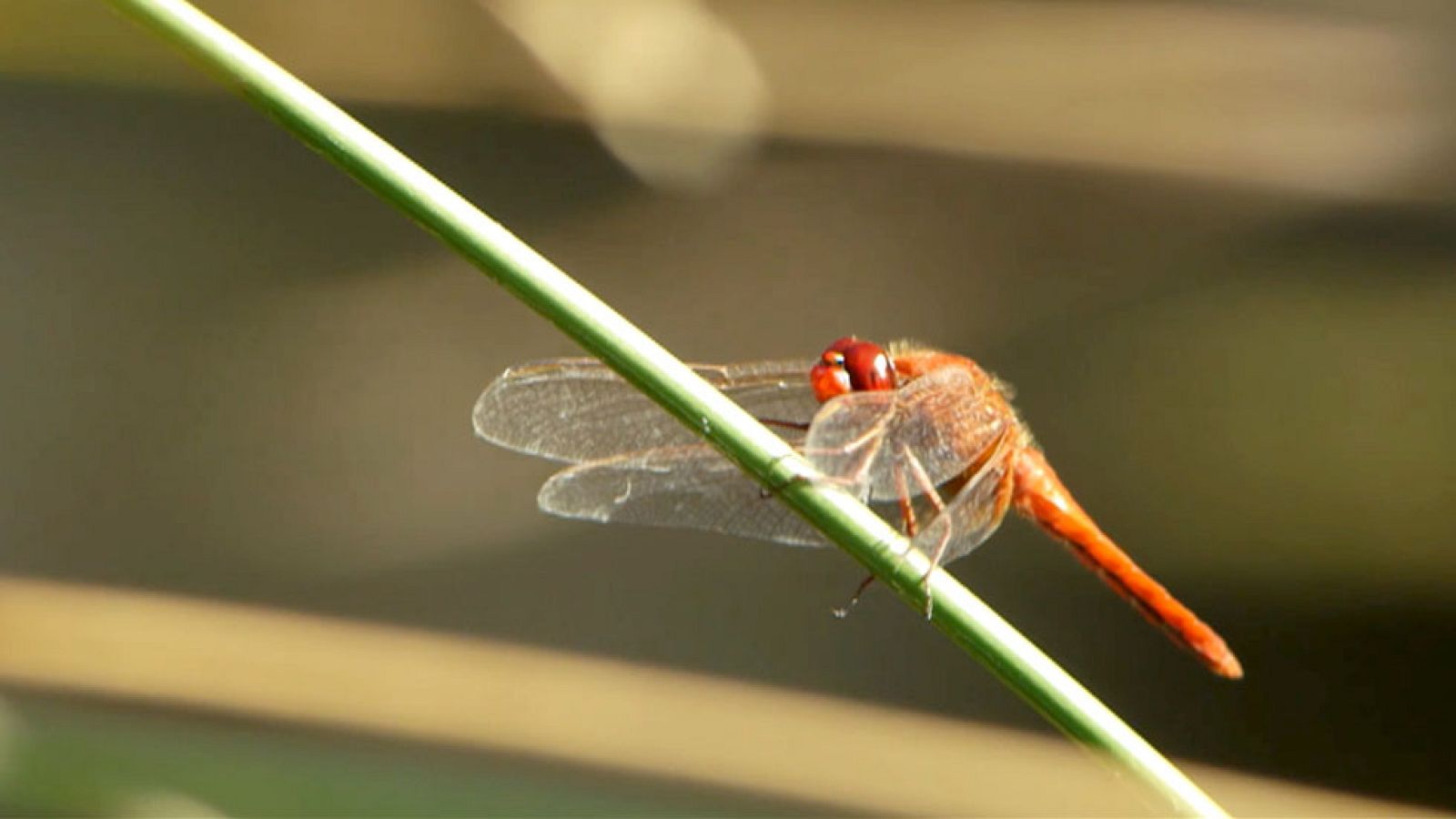 Red Natura 2000: Biodiversidad - Avance | RTVE Play