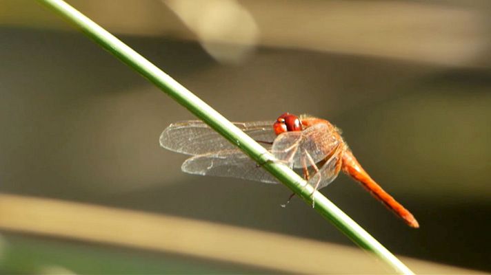 Biodiversidad - Avance