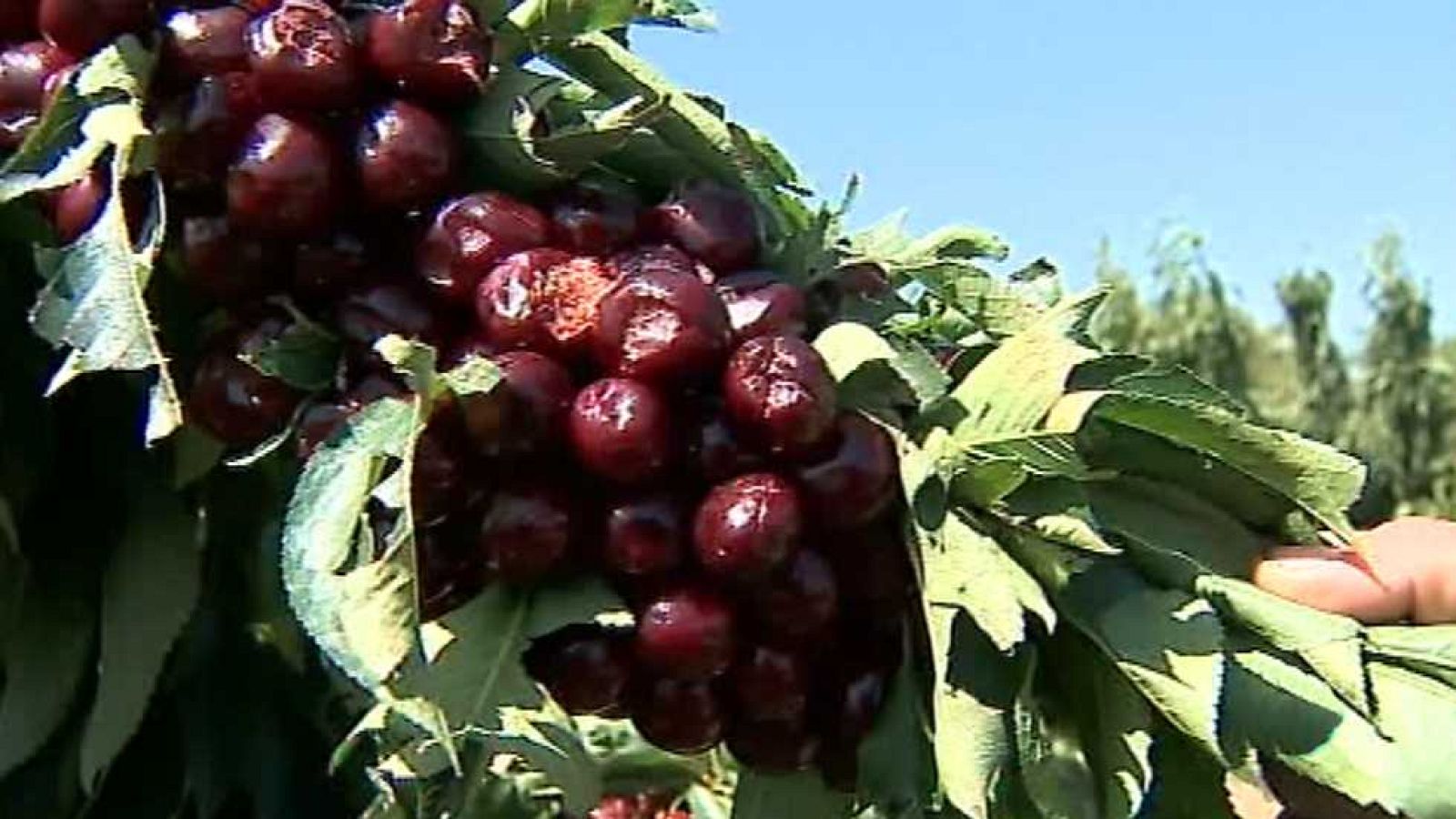 Agrosfera - 09/07/16 - ver ahora