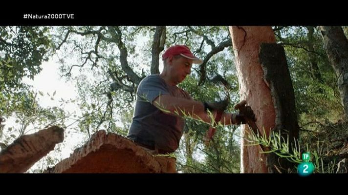 Serra d'Espadà: el alcornoque