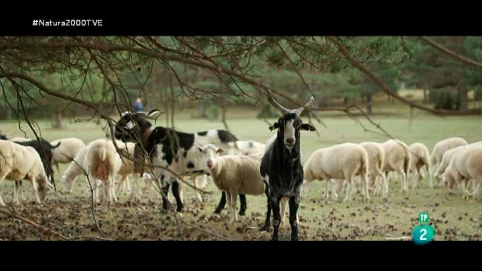 Red Natura 2000: Alto Tajo y Muela de San Juan: Javier Martínez | RTVE Play