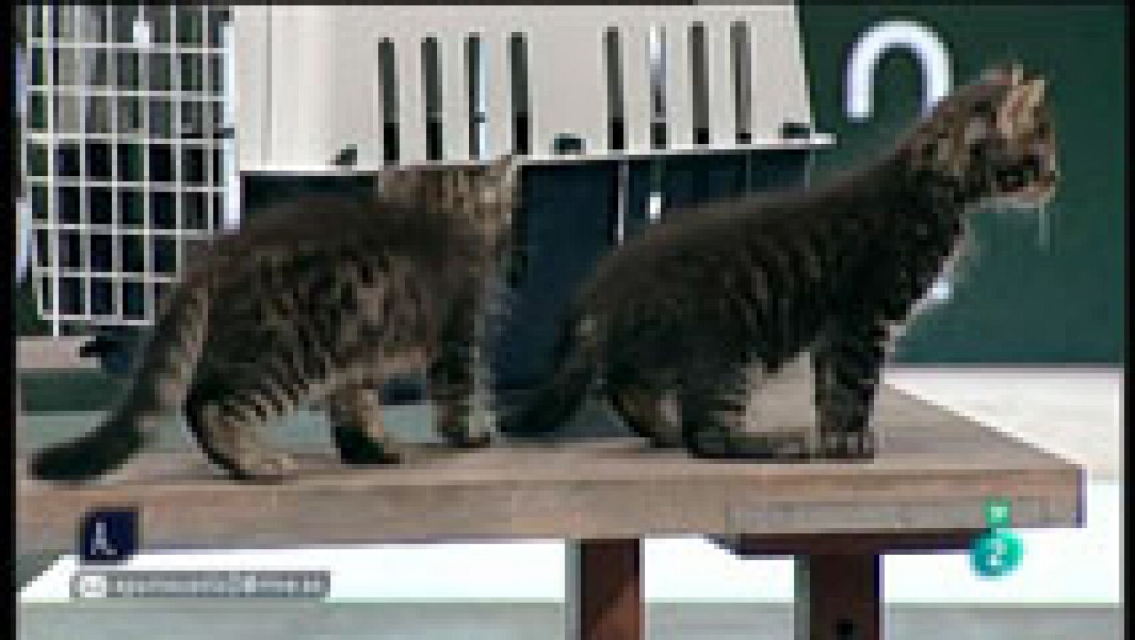 A punto con La2 - Animales en casa - Transportar gatos