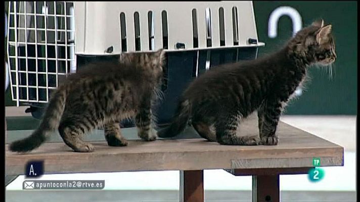 A punto con La 2 - Transportar gatos