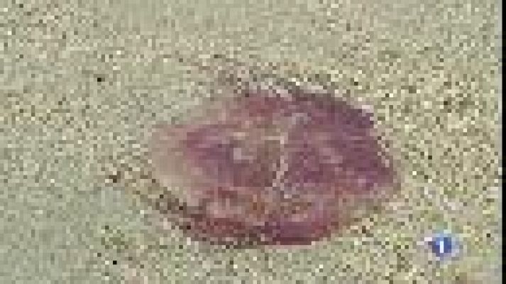 Informatiu Balear - Una xarxa contra les meduses