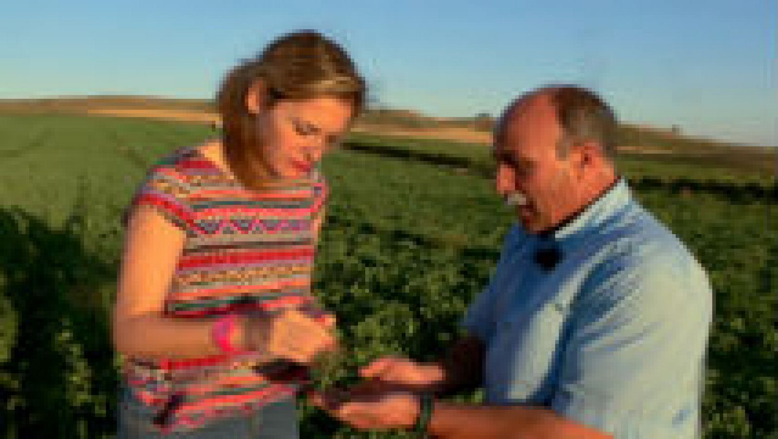 Cómo se producen los guisantes ultracongelados