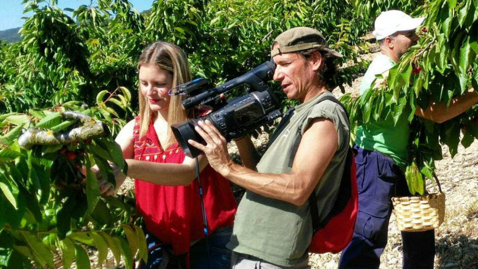 Recogemos cerezas navarras