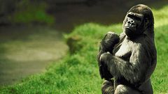 Grandes documentales - Los espíritus del Congo