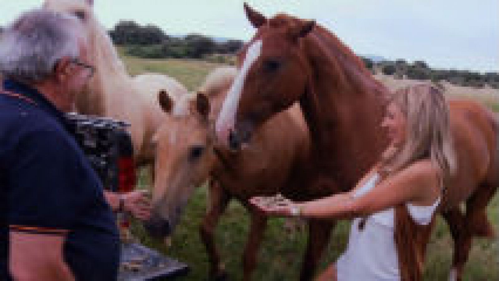 Cómo es la raza de caballos lusitana