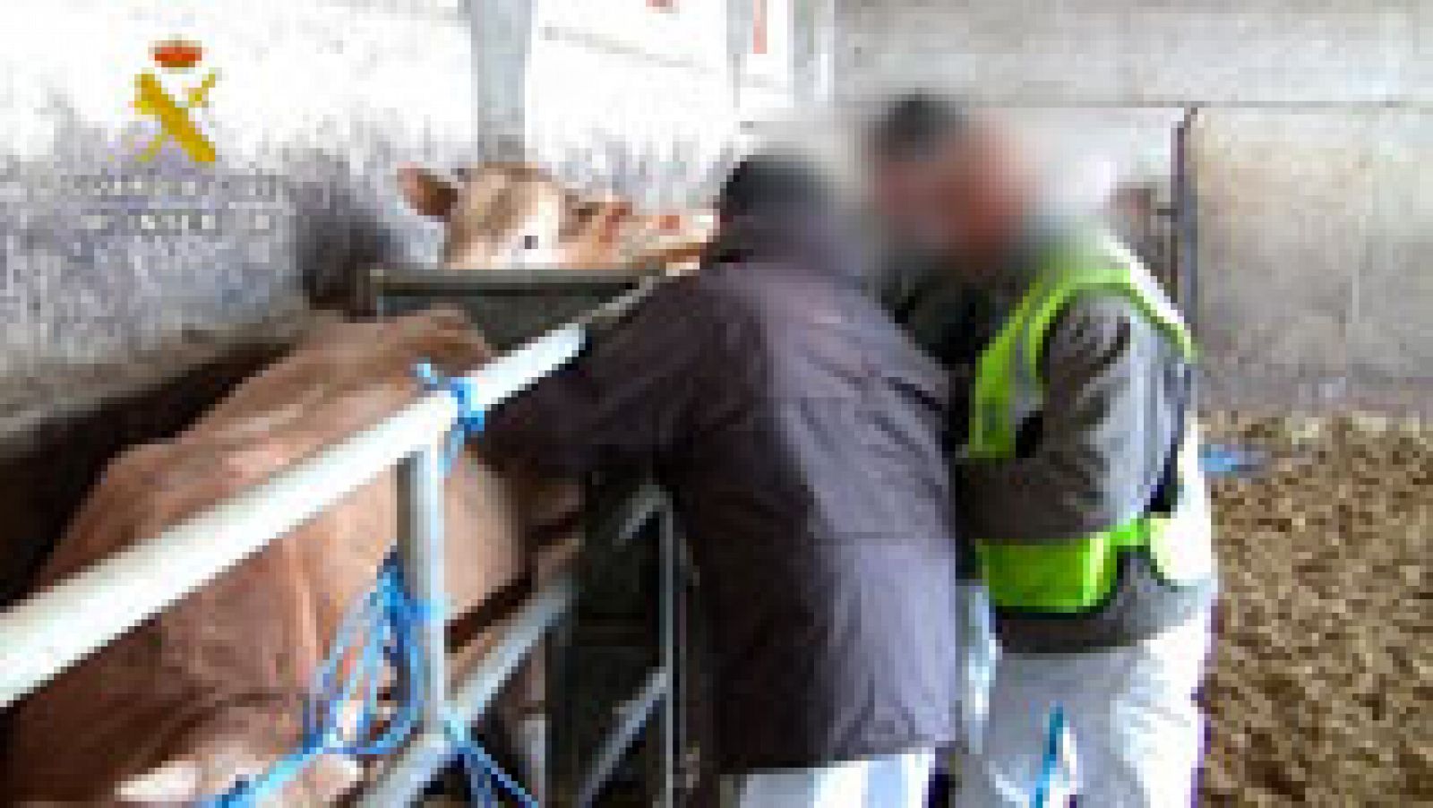 Telediario 1: Detenidas 14 personas en Aragón y Cataluña de una trama para el engorde ilegal de ganado bovino | RTVE Play