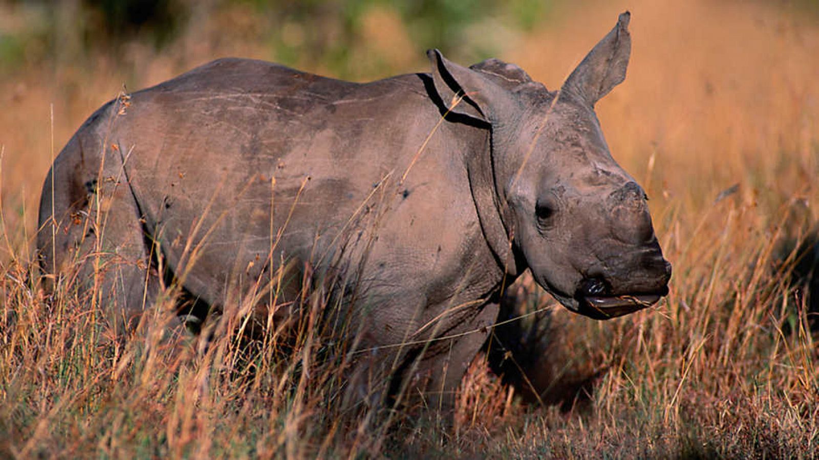 Grandes documentales - Rinocerontes, la maldición del cuerno mágico